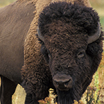 photo de yellowstone